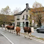 Troupeau de vaches traversant la rue principale de Cervens