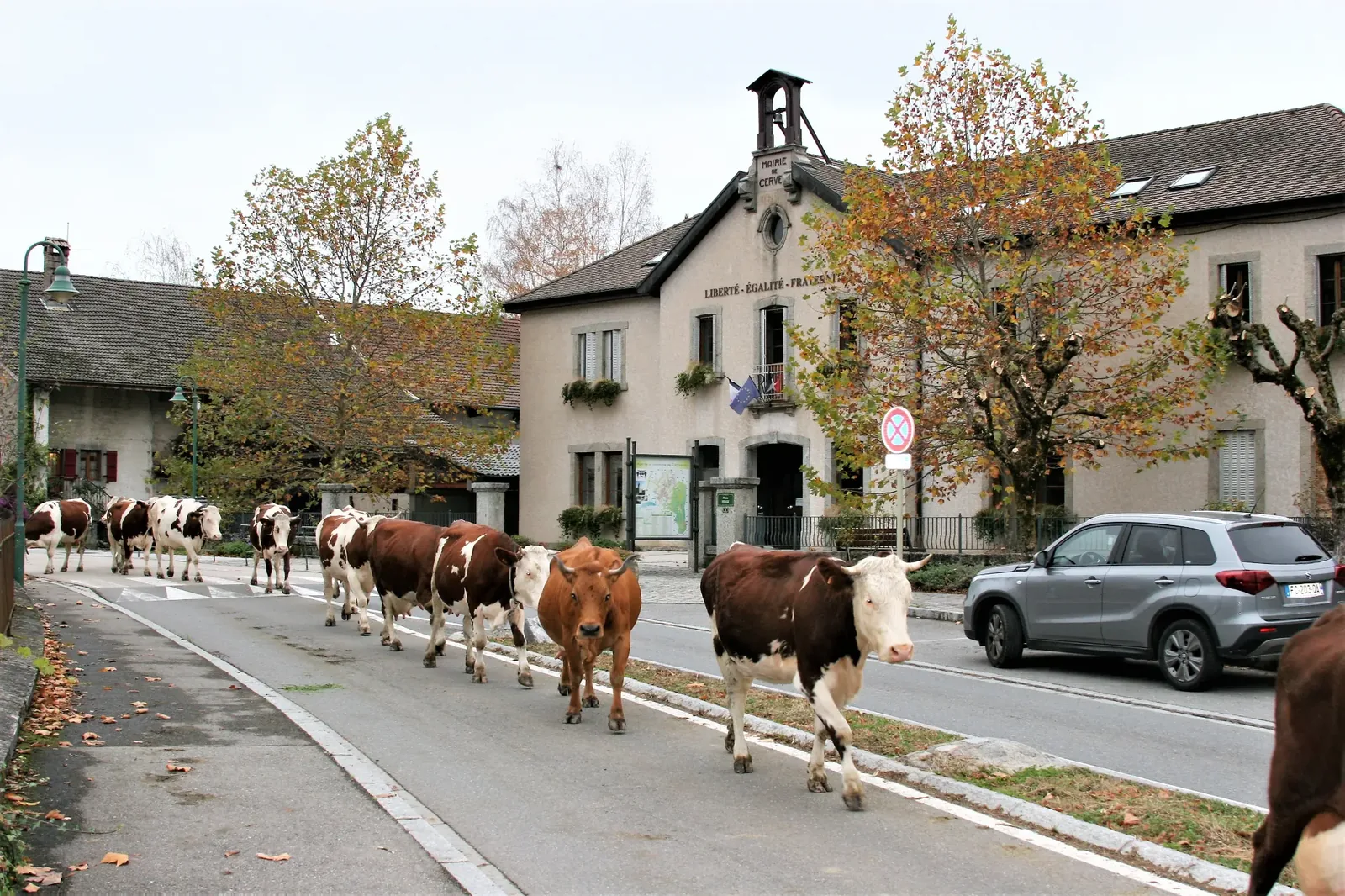 Troupeau de vaches traversant la rue principale de Cervens