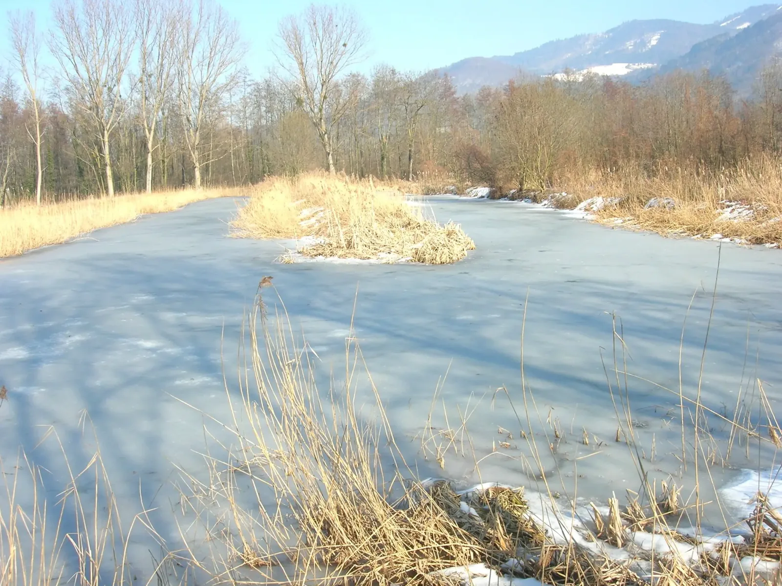 Étang gelé entouré de roseaux et d’arbres au pied des montagnes près de Cervens