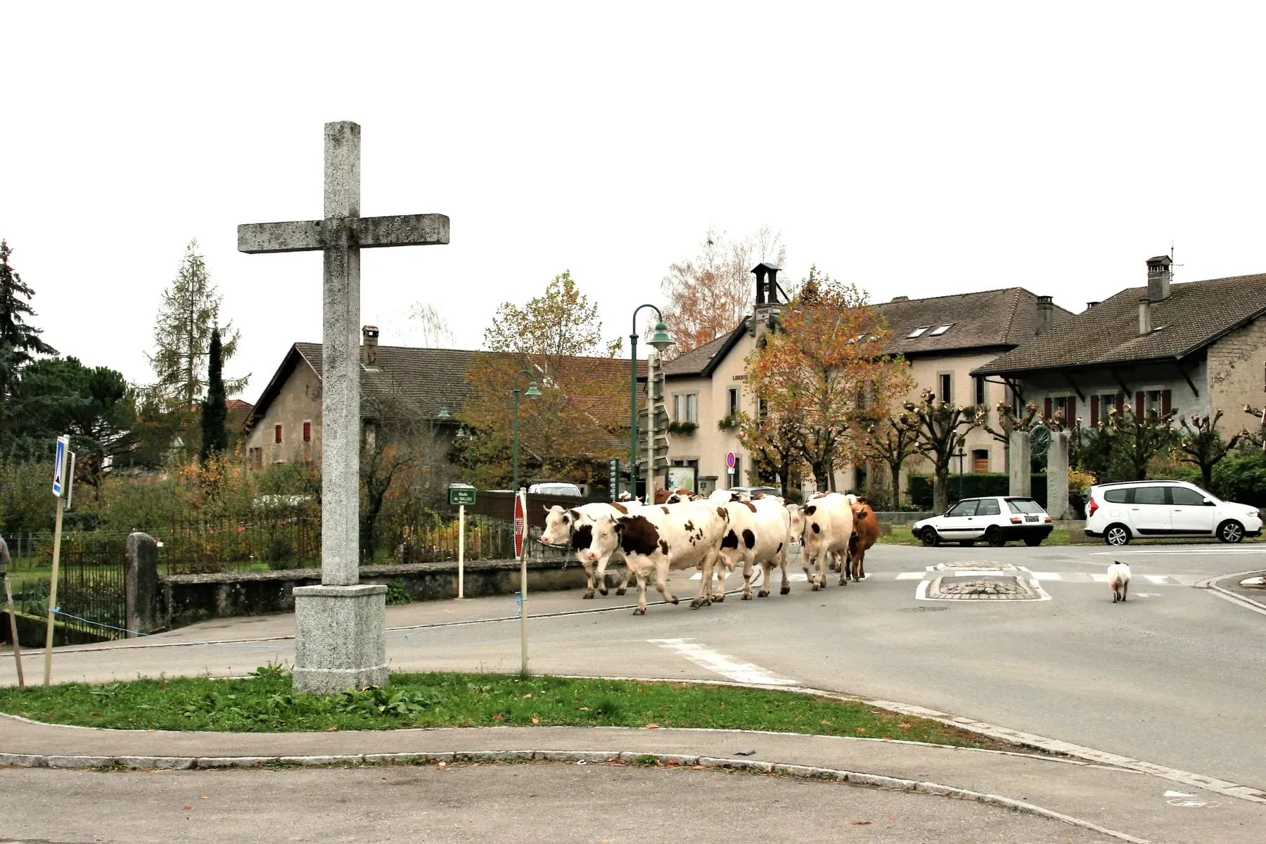 La croix Blanchard à Cervens en 2020, devant le carrefour et un troupeau de vaches